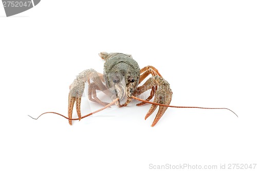 Image of River raw crayfish