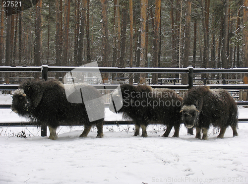 Image of Musk-ox