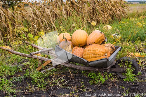 Image of Pumpkins on a wheelbarrow.