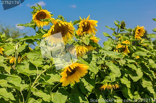 Image of sun flowers field in Ukraine sunflowers