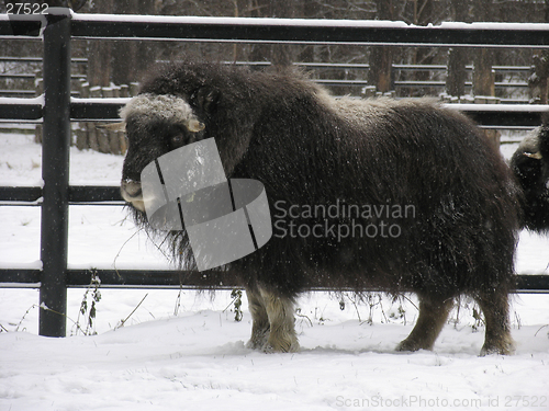 Image of Musk-ox