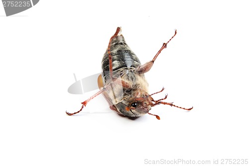 Image of May bug macro isolated on white.