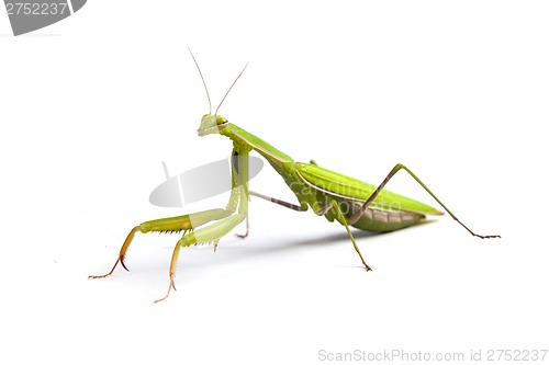 Image of Mantis isolated on a white background