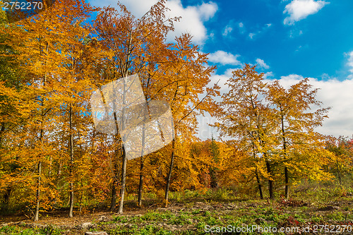 Image of Autumn forest panorama