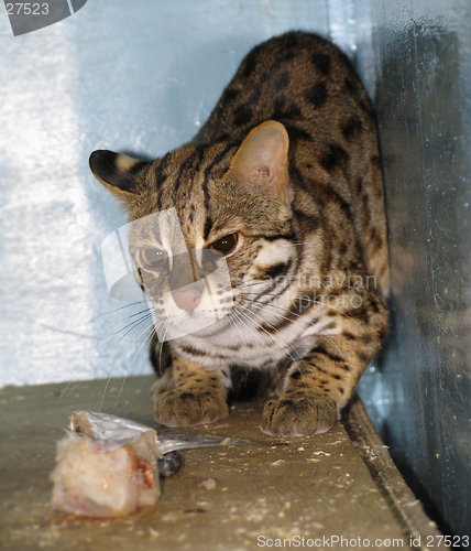 Image of Ocelot, cat tiger