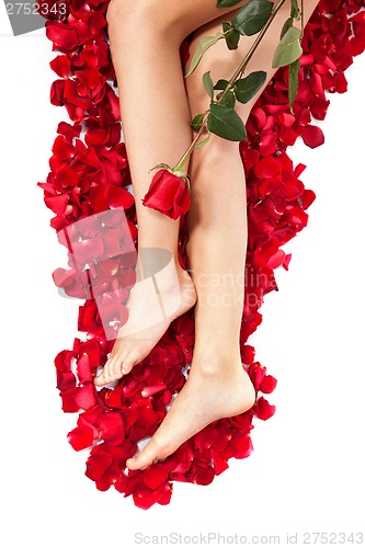 Image of Healthy Woman's Legs and Rose Petals over white.