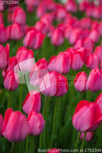 Image of Multicolored flower  tulip field in Holland