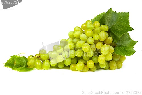 Image of Grape