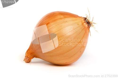 Image of One onion, isolated on white