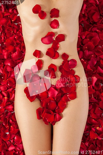 Image of Part of the naked beautiful suntanned female body in petals of s