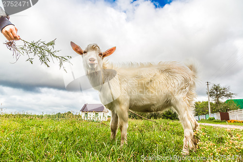 Image of Portrait of a funny goat looking to a camera over blue sky backg