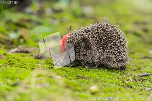 Image of Wild Hedgehog is looking for a food