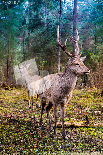 Image of Deer in summer forest