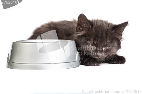 Image of Black kitten drinks milk, on a white background