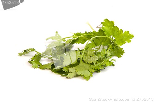 Image of Parsley tied in a bunch with twine isolated