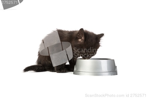 Image of Black kitten drinks milk, on a white background