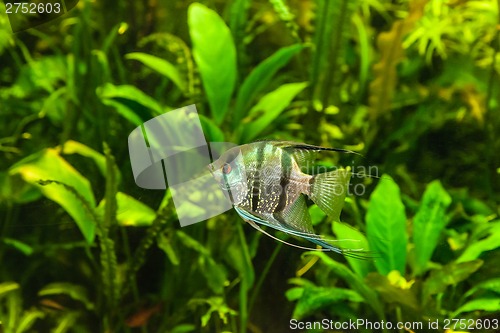 Image of Freshwater aquarium with fish pterophyllum scalare