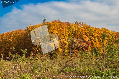 Image of Autumn forest panorama