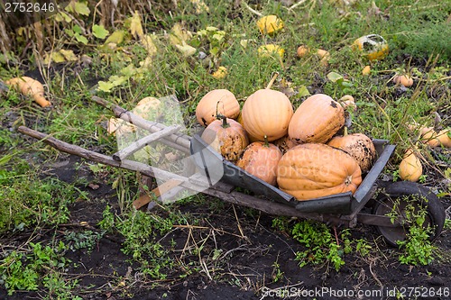 Image of Pumpkins in pumpkin patch waiting to be sold