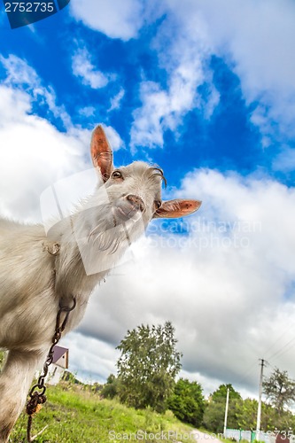 Image of Portrait of a goat eating a grass on a green meadow