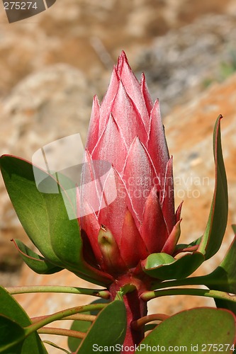 Image of Protea Pink