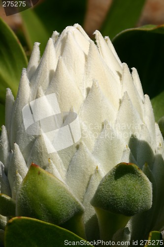 Image of White Protea Cynaroids - bud