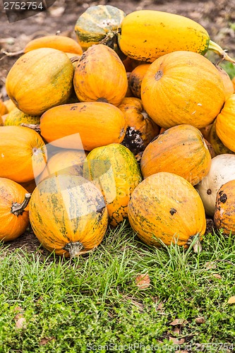 Image of Pumpkins in pumpkin patch waiting to be sold