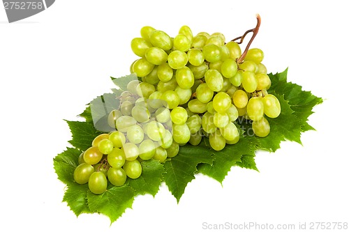 Image of Grape