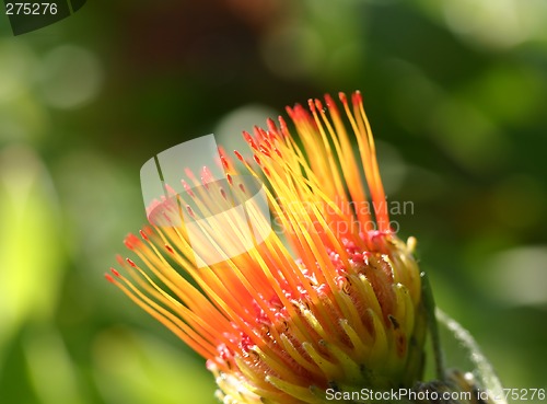 Image of Pincushion Protea