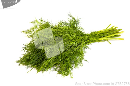 Image of Fresh branches of green dill isolated