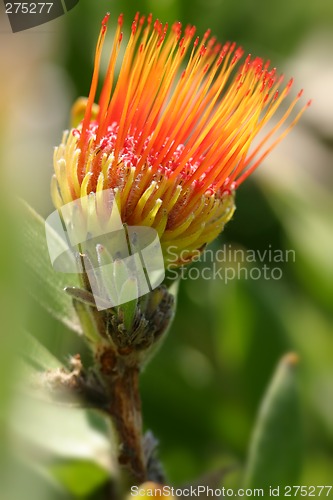 Image of Pincushion Protea - Leucospermum