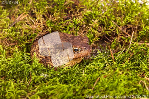 Image of Toad is sitting on moss