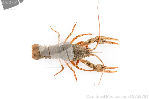 Image of River raw crayfish