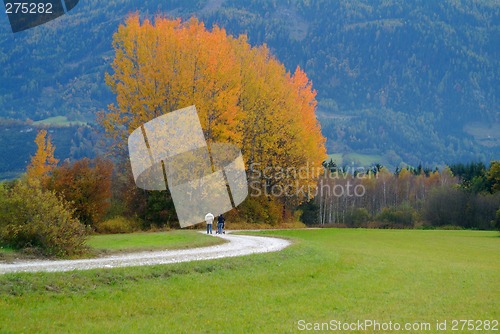 Image of tree in autumn