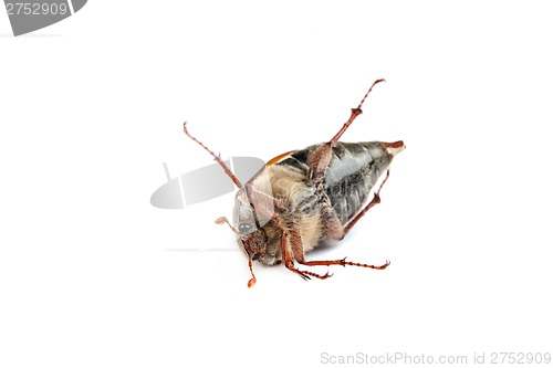 Image of May bug macro isolated on white.