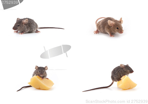 Image of Set of mice, Mouse and cheese on white