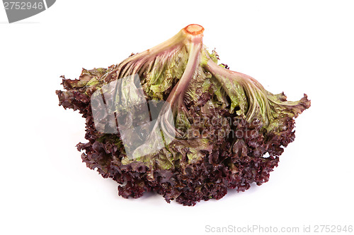 Image of Fresh red Lettuce isolated on white