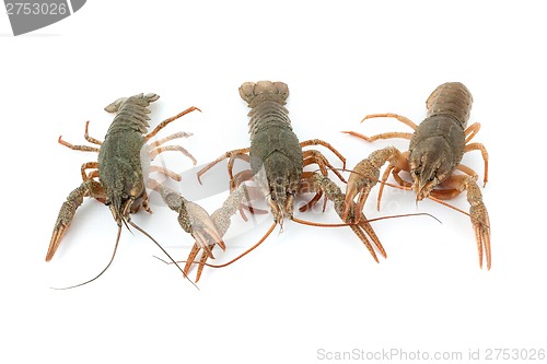 Image of River raw crayfishes