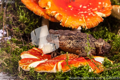 Image of Toad is sitting on amanita