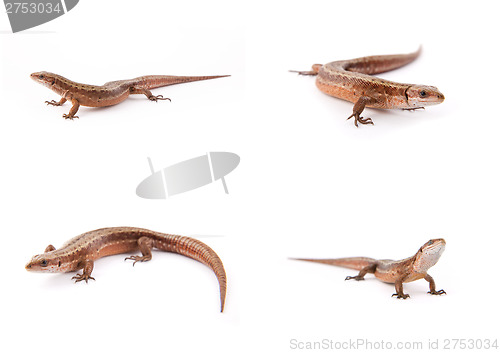 Image of Set of small lizards on white