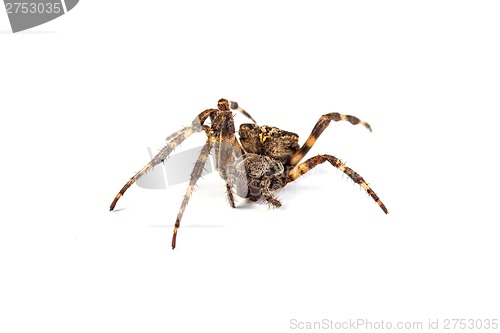 Image of Spider