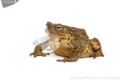 Image of Forest toad. Green frog