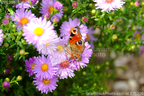 Image of butterfly