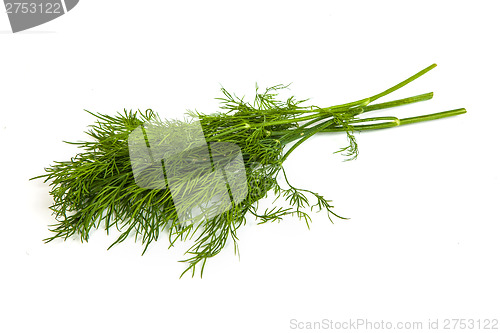 Image of Fresh branches of green dill isolated