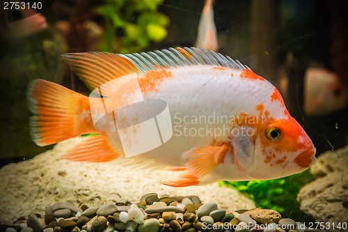 Image of Ttropical freshwater aquarium with fishes