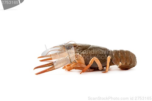 Image of River raw crayfish
