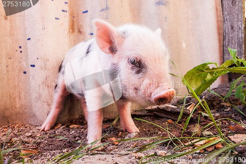 Image of Close-up of a cute muddy piglet running around outdoors on the f