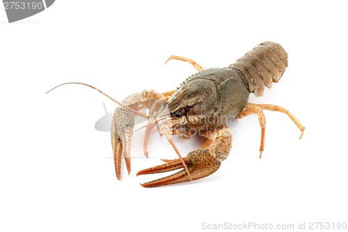 Image of River raw crayfish