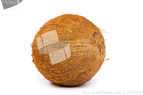 Image of Coconut on a white background