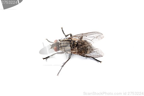 Image of Fly isolated on white. Macro shot of a housefly,